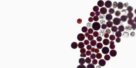 Probiotics, lactic acid bacteria. Algae, bacteria and microorganisms. Microscopic probiotics, bacterial flora