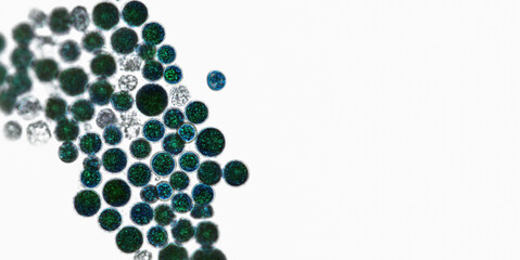 Probiotics, lactic acid bacteria. Algae, bacteria and microorganisms. Microscopic probiotics, bacterial flora