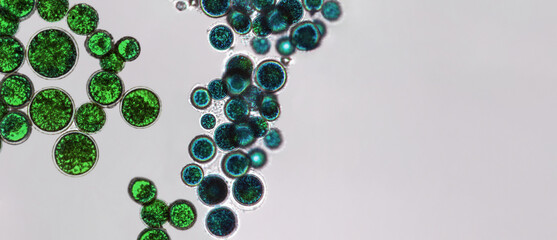 Probiotics, lactic acid bacteria. Algae, bacteria and microorganisms. Microscopic probiotics, bacterial flora