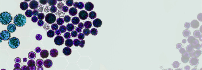 Probiotics, lactic acid bacteria. Algae, bacteria and microorganisms. Microscopic probiotics, bacterial flora