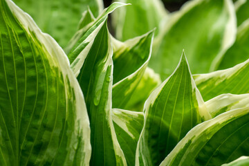 spring background with flowers and plants