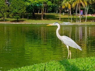 great blue heron at the lakeside
