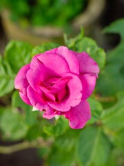 A full bloom pink rose flower in the garden 