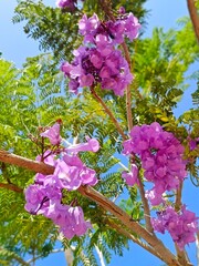 Defocused view of purple jacaranda flowers on the tree isolated on blue sky background 