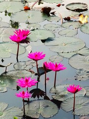 pink water lilies in the pond