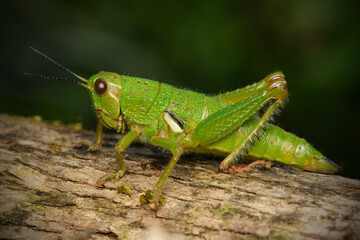 Green Grasshopper (Antandrus viridis)
