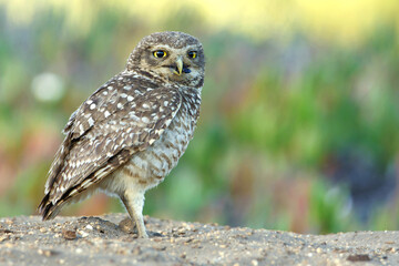 Burrowing Owl (Athene cunicularia) with a beetle snack