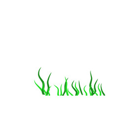 Marine Algae Plants