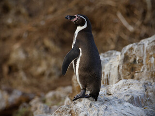 Humboldt penguin (Spheniscus humboldti) 