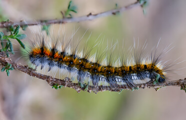Oruga de mariposa nocturna sobre su planta nutricia. La especie es Psilogaster loti.
