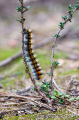 Oruga de mariposa nocturna sobre su planta nutricia. La especie es Psilogaster loti.