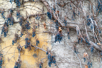A bunch of ripe dry grapes close up among colorful leaves Selective