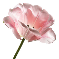 Obraz premium delicate pink tulip with soft petals and slender green stem, symbolizing beauty and grace. This flower stands out with its gentle hues and elegant form, perfect for floral arrangements