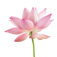 Fototapeta premium beautiful pink lotus flower with delicate petals and long green stem, symbolizing purity and tranquility. This stunning bloom stands out against transparency background, creating serene and