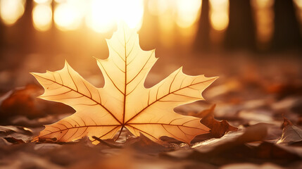 Photo Autumn Leaf Sunlight Forest Nature Fall Season Trees Woods Leaves Orange