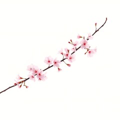 흰색 배경에 벚꽃