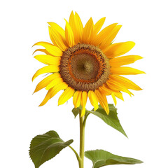 Obraz premium vibrant sunflower with bright yellow petals and textured brown center, standing tall against transparency background, symbolizes warmth and positivity