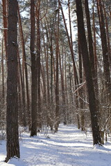 Fototapeta premium Snowy path winding through majestic pine forest in winter