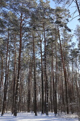 Snowy forest canopy reaching for blue sky on sunny winter day