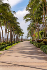 Fototapeta premium MIAMI, FLORIDA - CIRCA JULY, 2022: Pathway with hedges and trees on both sides at Miami Beach Marina