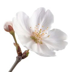 Obraz premium delicate white cherry blossom flower with budding flower, showcasing its intricate petals and vibrant yellow stamens, symbolizing beauty and renewal