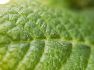 プリムラ　緑の葉アップ01