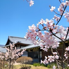 한국 전통의 한옥집에 핀 벚꽃 풍경