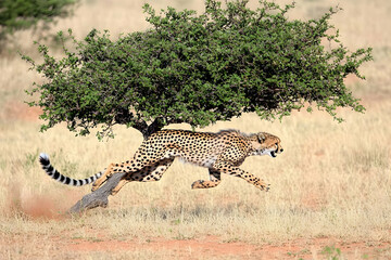 Photo - Cheetah Running, Wildlife, Speed, Savannah, Africa, Predator, Hunt, Feline, Nature, Big Cat