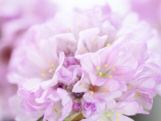 アルメリア　ピンクの花のアップ27