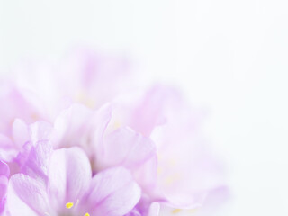 Obraz premium アルメリア ピンクの花のアップ09