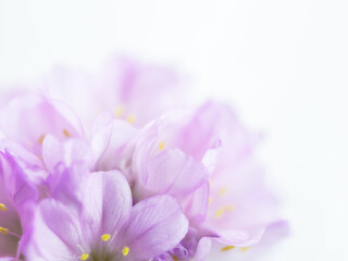 アルメリア　ピンクの花のアップ05