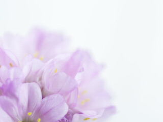 アルメリア　ピンクの花のアップ17