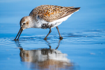 Dunlin (Calidris alpina) feeding along the Washington Coast during Spring Migration.