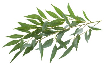 A sprig of vibrant green leaves displays delicate veining