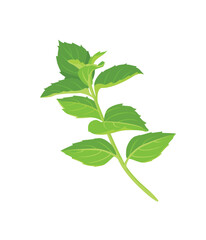 Mint leaf isolated on white background stock illustration © Mindra