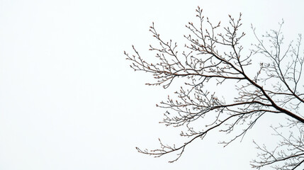 Bare tree branches against a white winter sky minimalist nature  art cold.