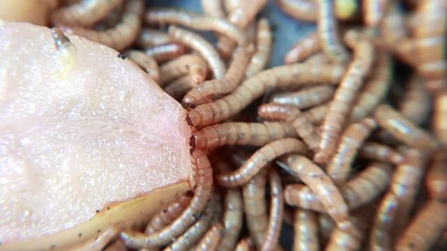 Mealworms, larval form of the yellow mealworm beetle, Tenebrio molitor, a species of darkling beetle