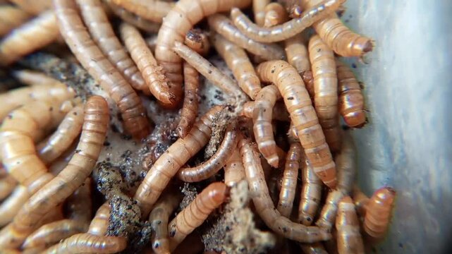 Mealworms, larval form of the yellow mealworm beetle, Tenebrio molitor, a species of darkling beetle