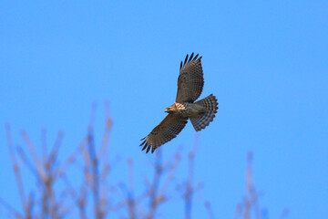 Red shouldered hawk in flight against clear blue wintery sky. 