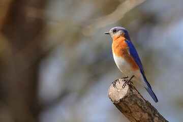 Proud colorful male bluebird perched on branch on sunny day against blurry background. 
