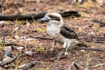 Kookaburra, oiseau de la région de Melbourne sur Phillip Island en Australie