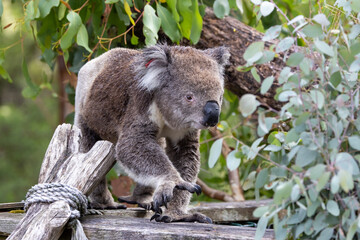 Koala en Australie sur l'île de Philip Island dans la région de Melbourne en Australie 