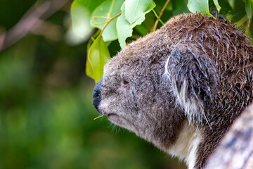 Koala en Australie sur l'île de Philip Island dans la région de Melbourne en Australie 