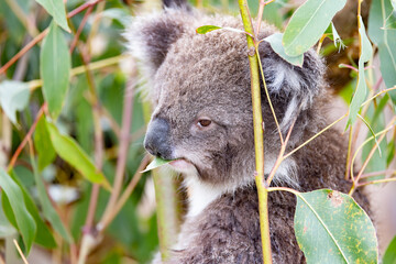 Koala en Australie sur l'île de Philip Island dans la région de Melbourne en Australie 