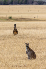 Kangourous à Phillip Island dans la région de Melbourne en Australie 