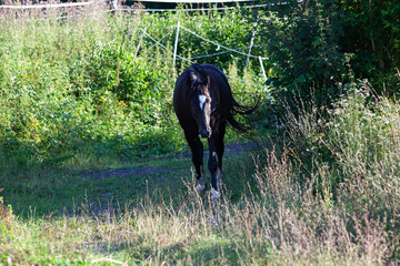 Pferd läuft im Paddock trail Offenstall auf einem Weg zwischen Wiesen und Koppel