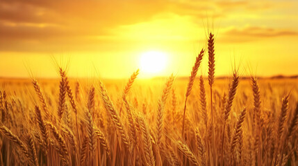 Fototapeta premium Photo Golden Wheat Field Sunset Agriculture Harvest Landscape