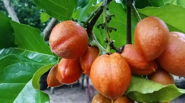 Amazon nut fruit