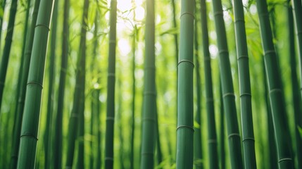 Lush green bamboo stalks reaching towards the sunlight, creating a serene and tranquil atmosphere in a dense forest.