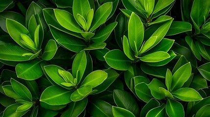 Obraz premium Lush Green Foliage: A Close-Up View of Vibrant Leaves AI Generated